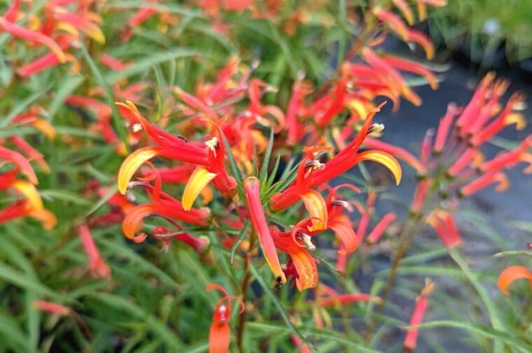 lobelia-laxiflora