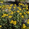 achillée moonshine, floraison jaune