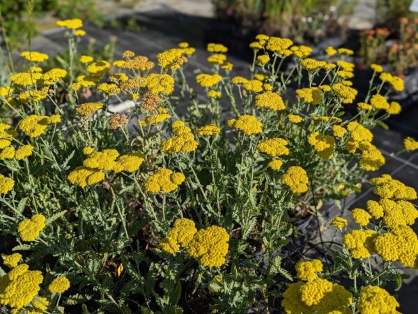 achillée moonshine, floraison jaune