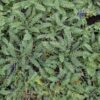 tapis vert d'achillea crithmifolia