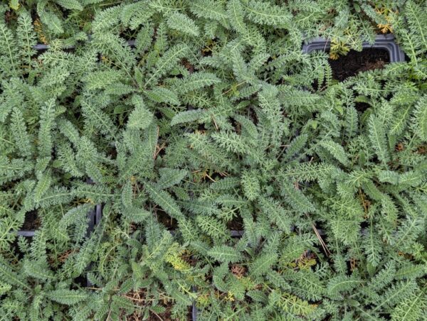 tapis vert d'achillea crithmifolia