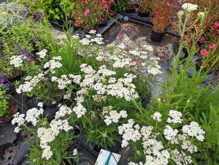 achillea-millefolium-blanc