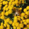 Fleurs jaunes du Chrysanthème du Pacific avec abeille