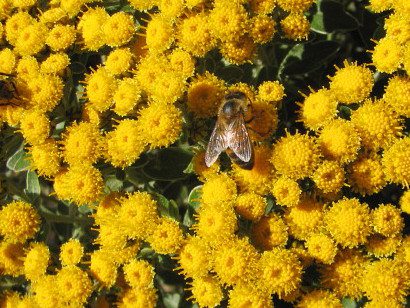 ajania-pacifica-abeille