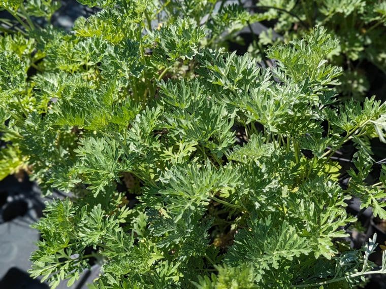 artemisia-absinth-24-5