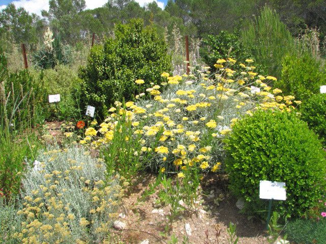 helichrysum-orientalis