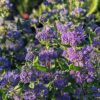 jolie floraison bleu du caryopteris clandonensis grand bleu