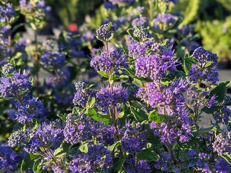 caryopteris-clandonensis-grand-bleu-25-9