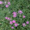 centaurea bella en fleurs, un joli tapis!