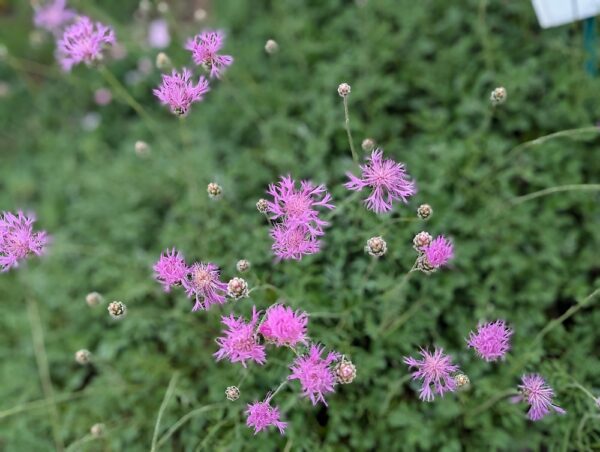 centaurea bella en fleurs, un joli tapis!