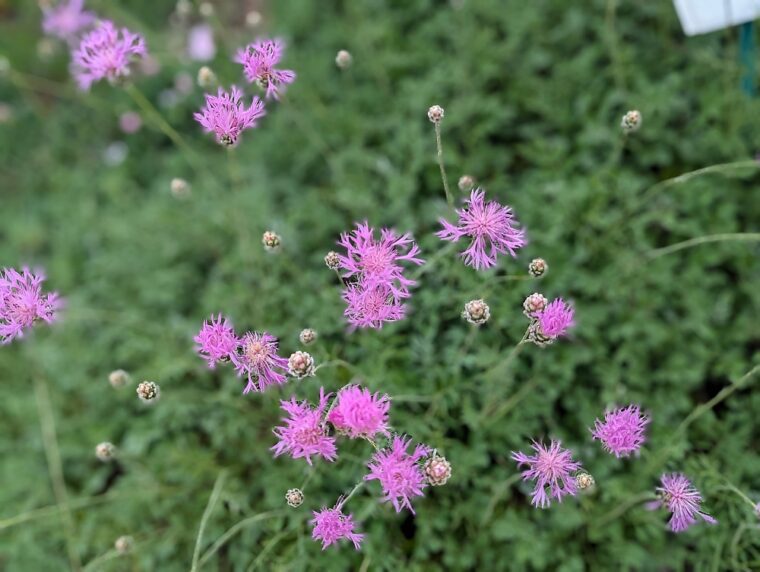 centaurea-bella-abs-4-25