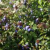 Plante de Plumbago de willmott en fleur, dans le jardin