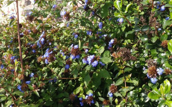 Plante de Plumbago de willmott en fleur, dans le jardin