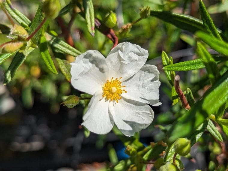 cistus-chelsea-bonnet-24-5