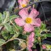 fleurs de cistes grayswood pink rose clair à l'extérieur, blanc à l'intérieur coeur jaune