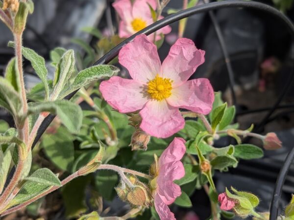 fleurs de cistes grayswood pink rose clair à l'extérieur, blanc à l'intérieur coeur jaune