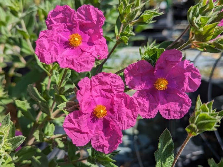 cistus-pulverulentus-24-5