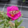 fleur de ciste avec un papillon