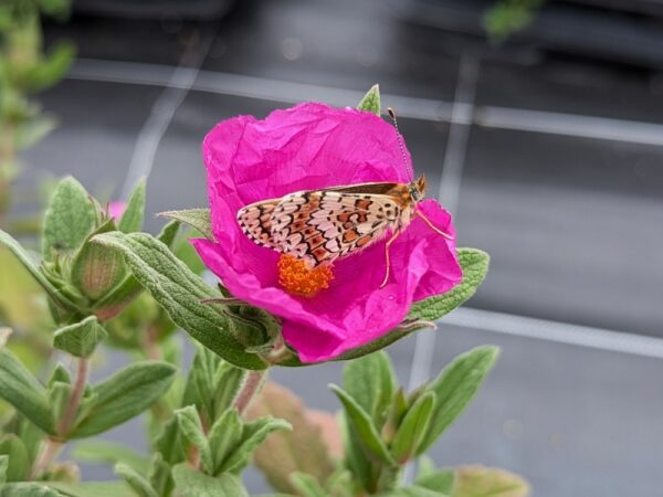 fleur de ciste avec un papillon