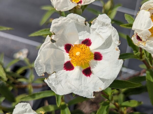une fleur de ciste alan fradd, blanche avec de petits points rouge près du coeur jaune
