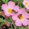 2 abeilles sur 2 cistes en fleurs
