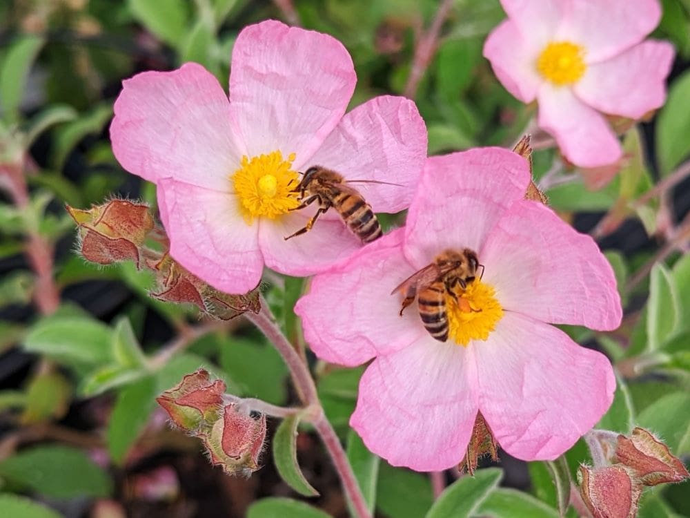 cistus-parviflorus-abeilles