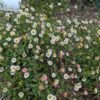 Joli coussin d’érigéron fleuri, ressemblant à des pâquerettes