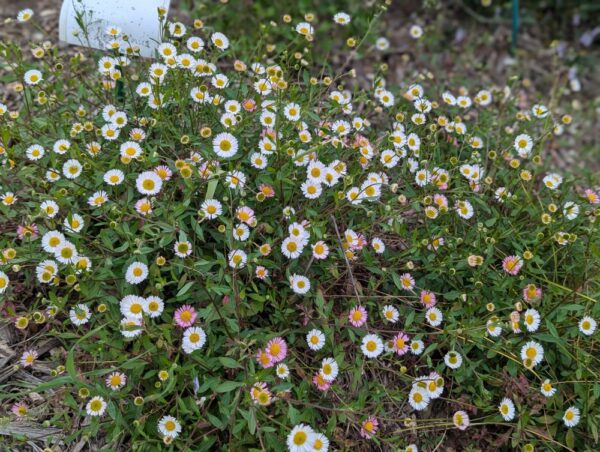 Joli coussin d’érigéron fleuri, ressemblant à des pâquerettes