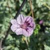 Erodium kolbianum