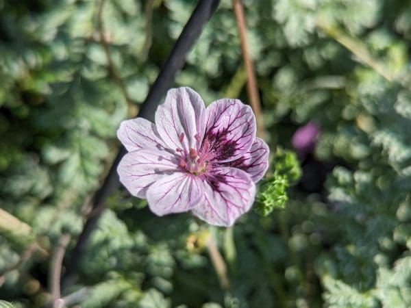 Erodium kolbianum