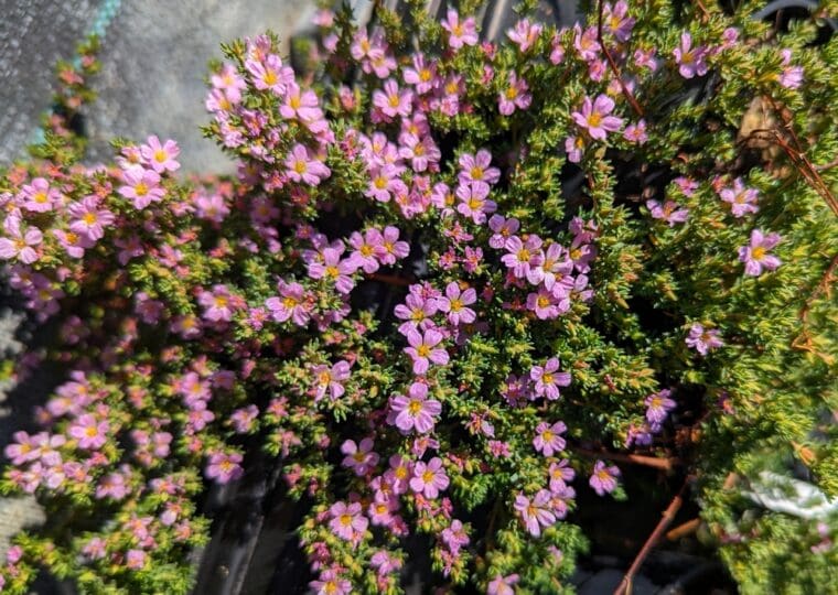 frankenia-laevis-fleurs