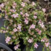 frankenia laevis en fleurs