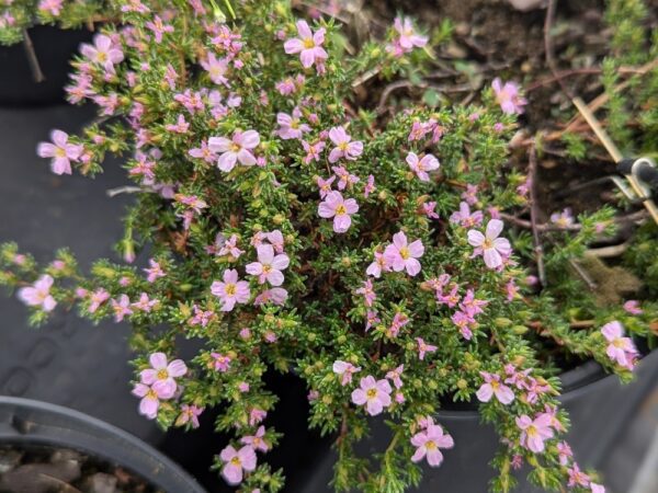 frankenia laevis en fleurs