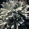 feuillage gris duveteux de Helichrysum orientalis, plante en forme de boule