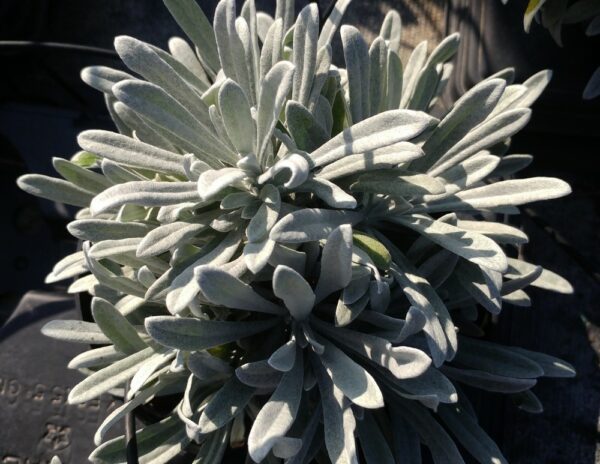 feuillage gris duveteux de Helichrysum orientalis, plante en forme de boule