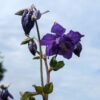 Fleur d'Ancolie des Alpes, bleu