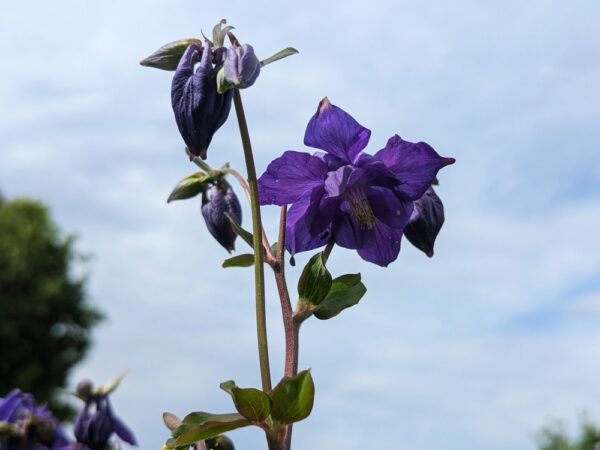 Fleur d'Ancolie des Alpes, bleu