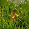 bulbine hallmarck