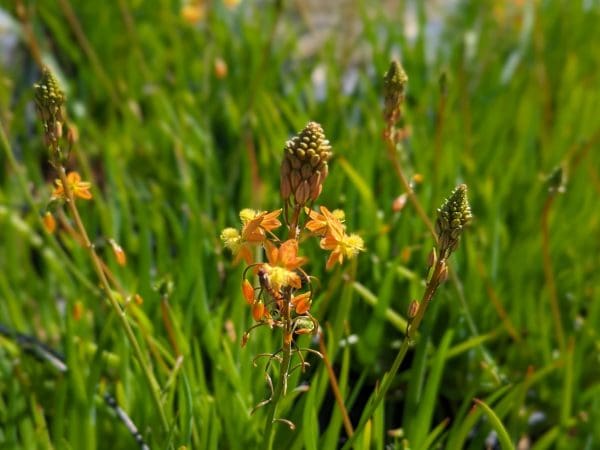 bulbine hallmarck
