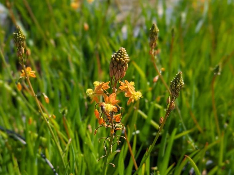 bulbine-hallmarck-24-5