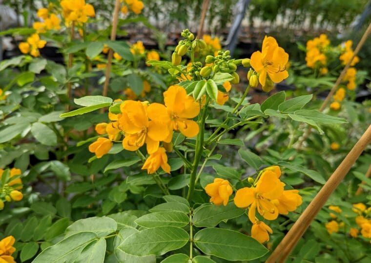 cassia-floribunda-22