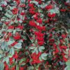 cotoneaster lactea avec plein de baies rouges