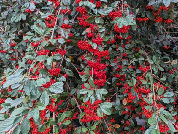 cotoneaster lactea avec plein de baies rouges