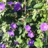 Ipomea learii en fleurs dans le jardin