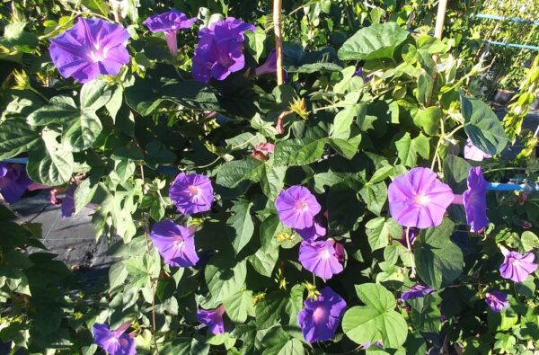 Ipomea learii en fleurs dans le jardin