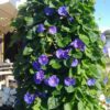 Plante grimpante Ipomée vivace; en fleurs , sur support