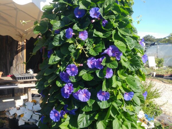 Plante grimpante Ipomée vivace; en fleurs , sur support