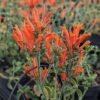 jacobinia en fleurs (orange foncé)