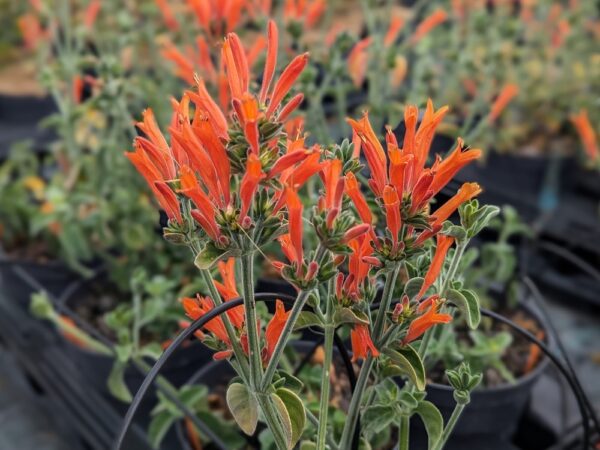 jacobinia en fleurs (orange foncé)