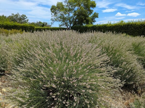 Un mer de lavande dutch - photo prise à l'abbaye de Valmagne dans l'Hérault